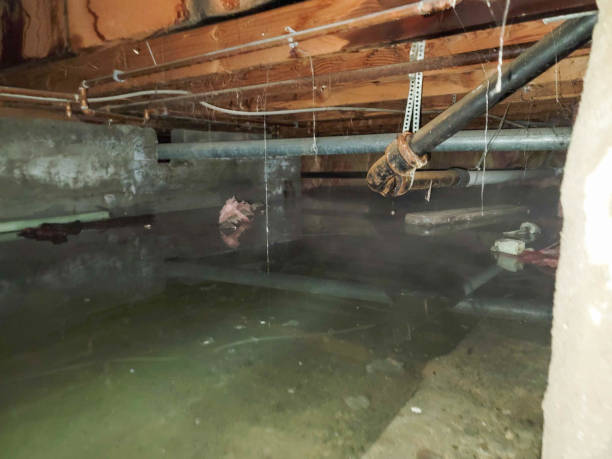 Best Basement water damage restoration  in Sudley, VA