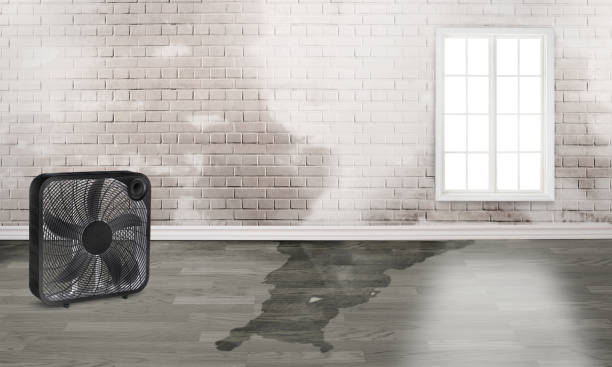 Best Local water damage restoration  in Sudley, VA